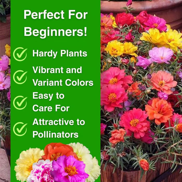 💫🌸Moss Rose🌿Perennial Flower Seeds With Plant Growth Supplement