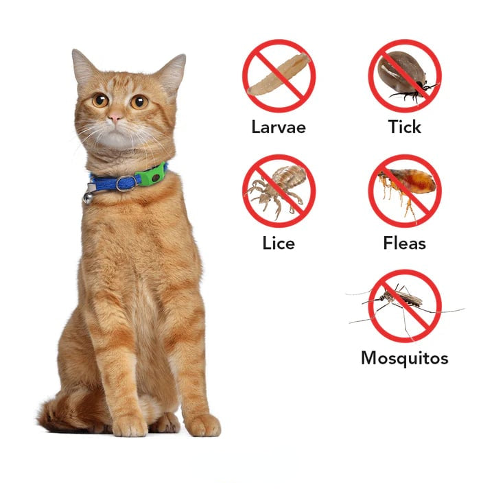 ⏰Last Day 60% OFF-🐕12 Months Flea and Tick Free