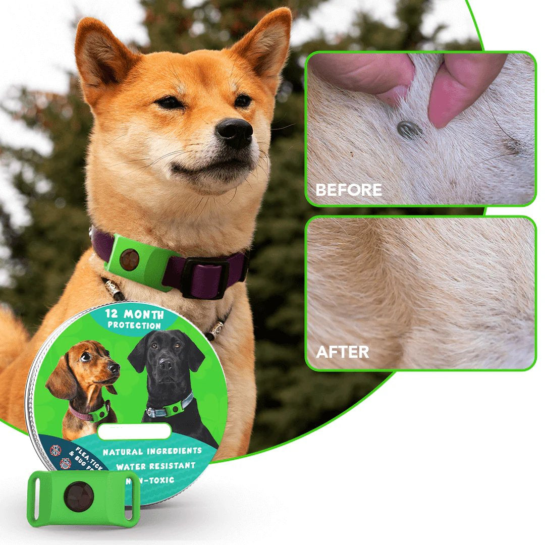 ⏰Last Day 60% OFF-🐕12 Months Flea and Tick Free