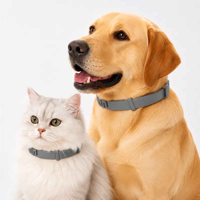 🔥LAST DAY 50% OFF🐶🐱 Advanced Flea & Tick Protection Collar | Waterproof, Long-Lasting Defense for Dogs & Cats 🛡️